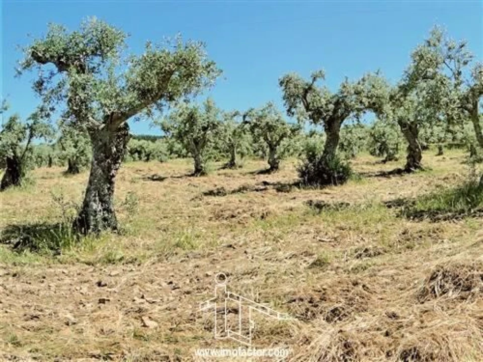 Terreno para Venda em Monforte da Beira Foto 4