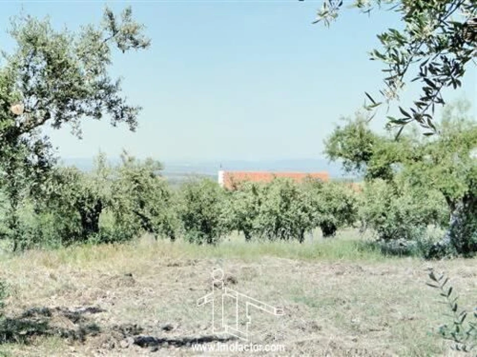 Terreno para Venda em Monforte da Beira Foto 2