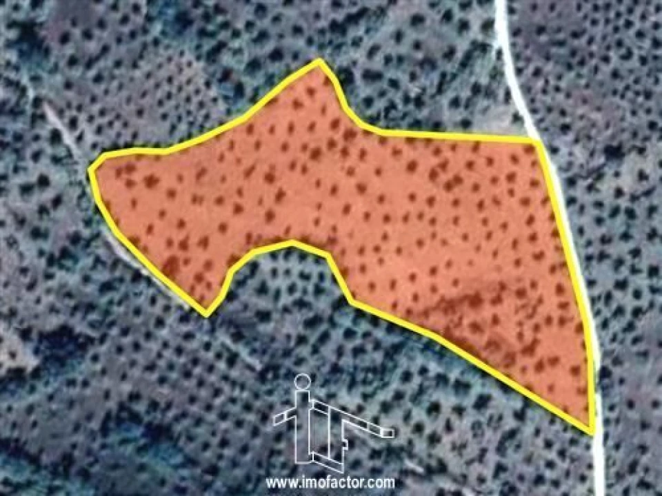 Terreno para Venda em Monforte da Beira Foto 6