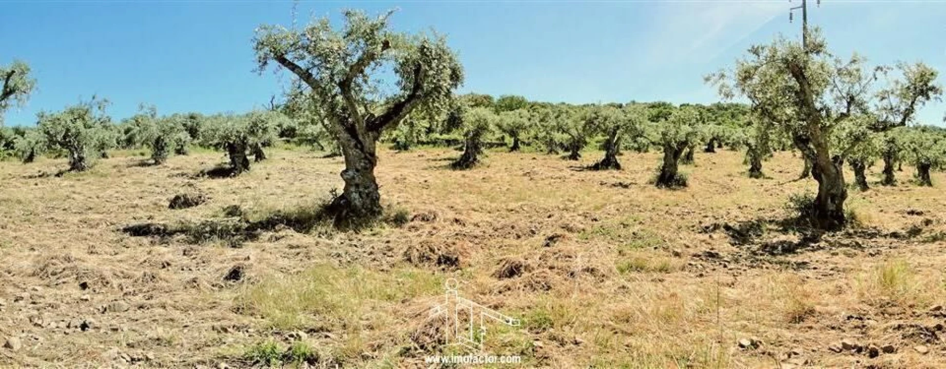 Terreno para Venda em Monforte da Beira Foto 9