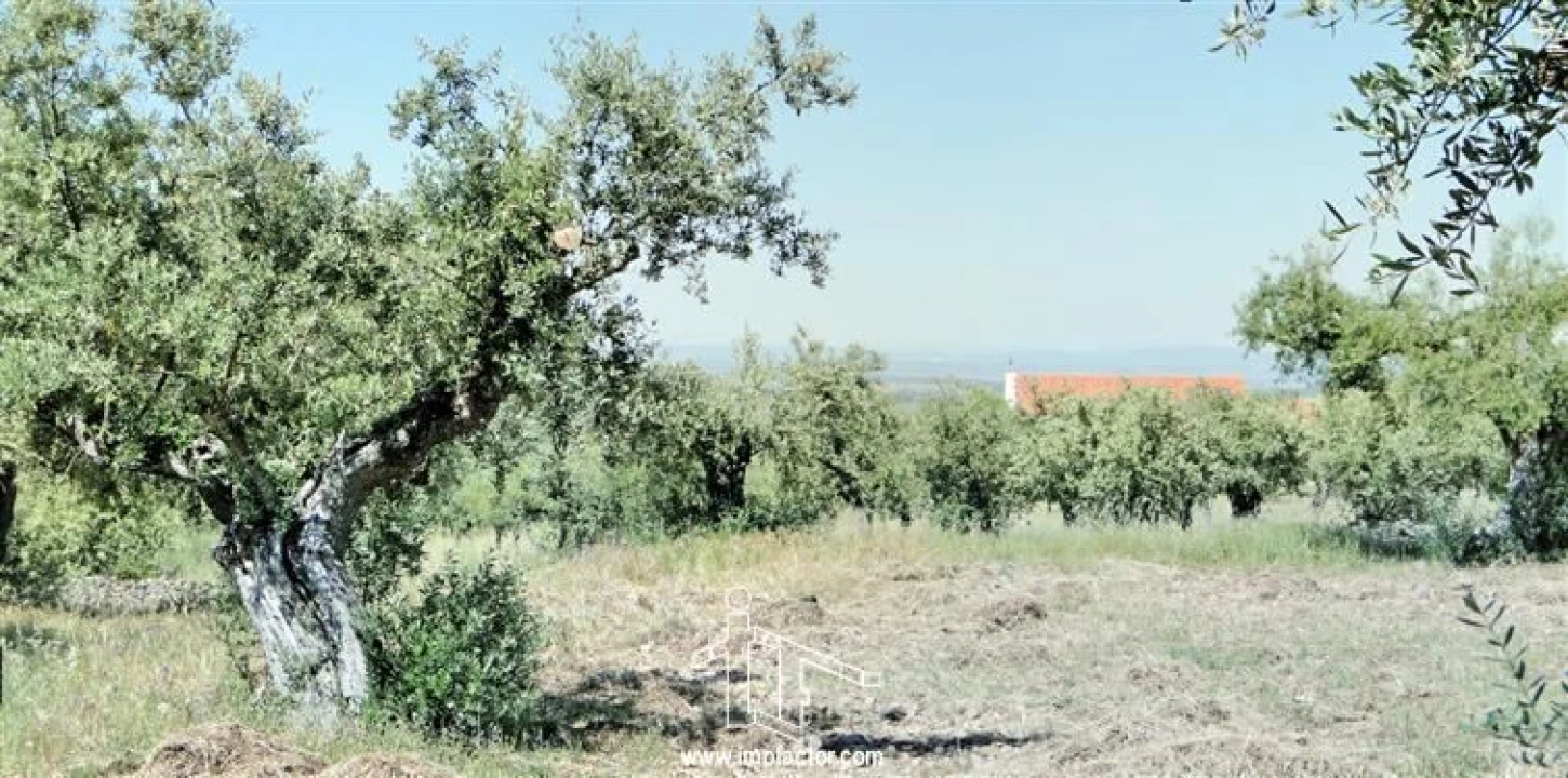 Terreno para Venda em Monforte da Beira Foto 8
