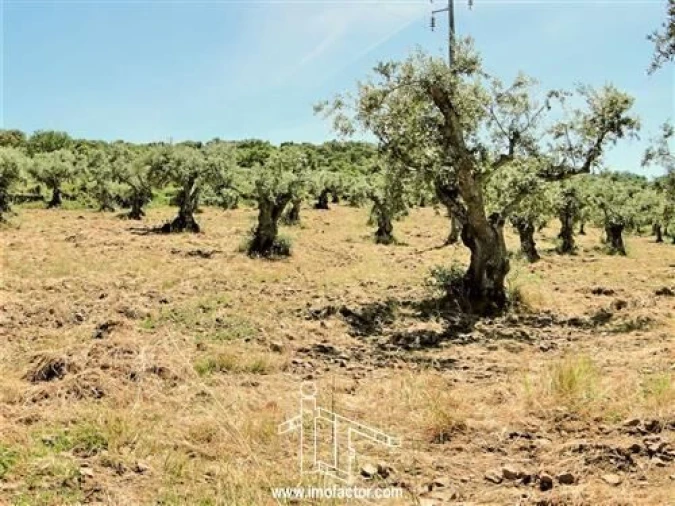 Terreno para Venda em Monforte da Beira Foto 5