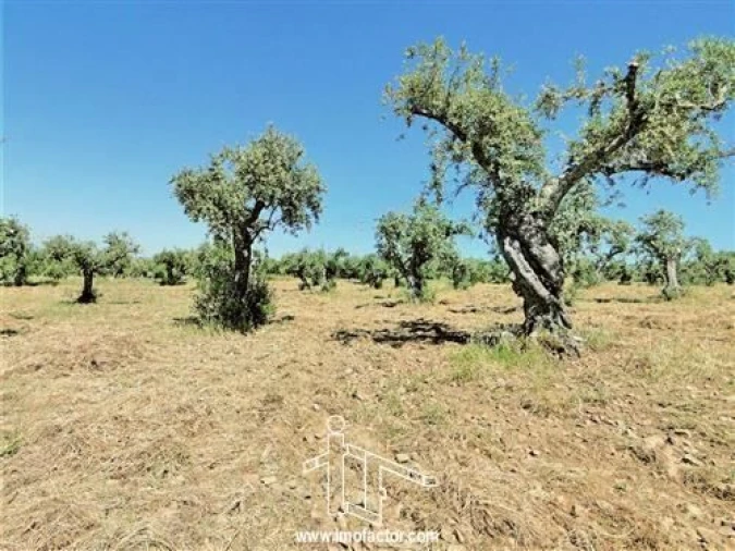 Terreno para Venda em Monforte da Beira Foto 3