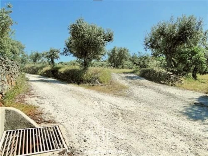 Terreno para Venda em Monforte da Beira