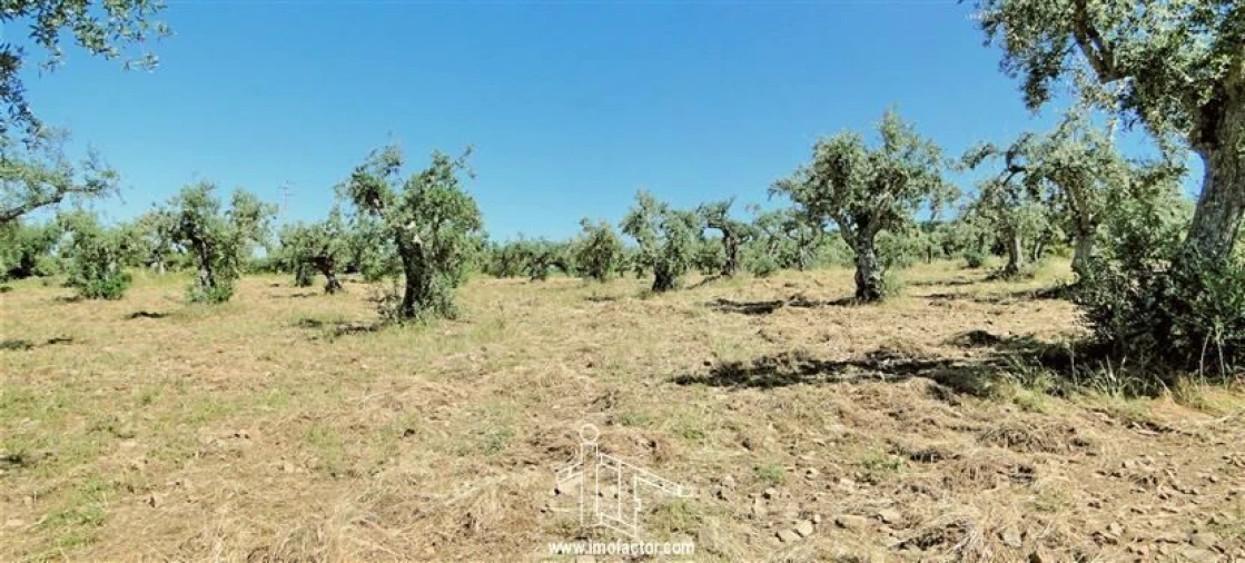 Terreno para Venda em Monforte da Beira Foto 10