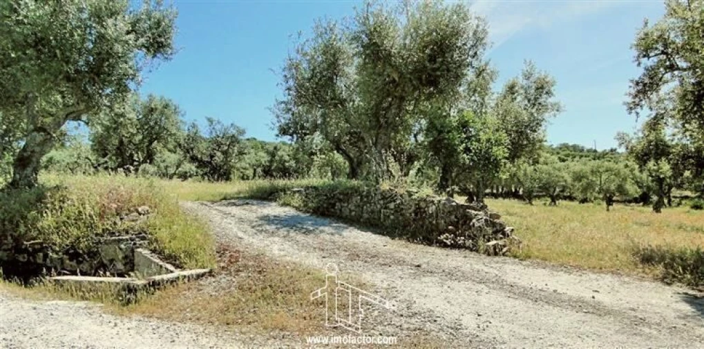 Terreno para Venda em Monforte da Beira Foto 7