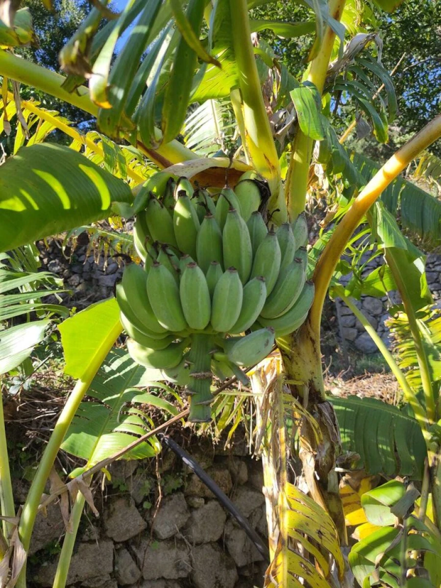 Quinta T2 para Venda em Monchique Foto 46