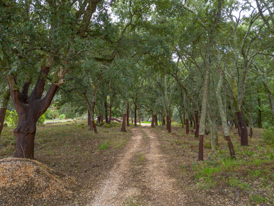 Quinta T0 para Venda em Monchique Foto 16