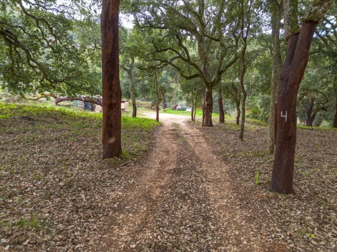 Quinta T0 para Venda em Monchique Foto 14