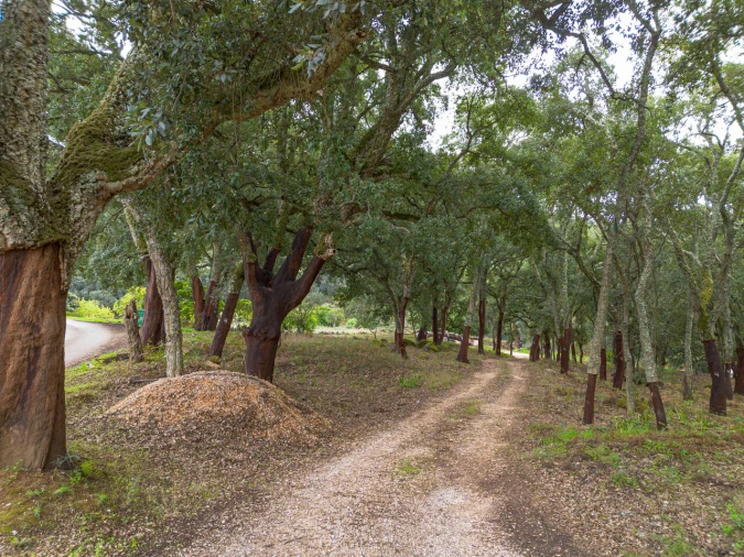 Quinta T0 para Venda em Monchique Foto 15