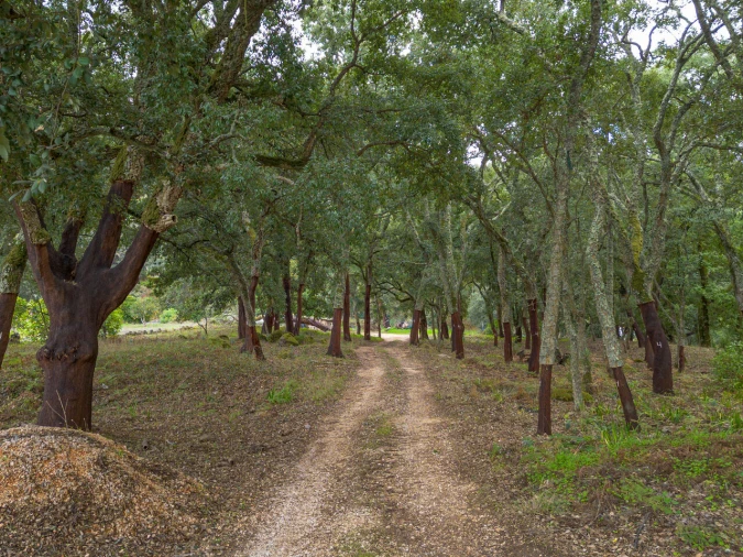 Quinta T0 para Venda em Monchique Foto 16