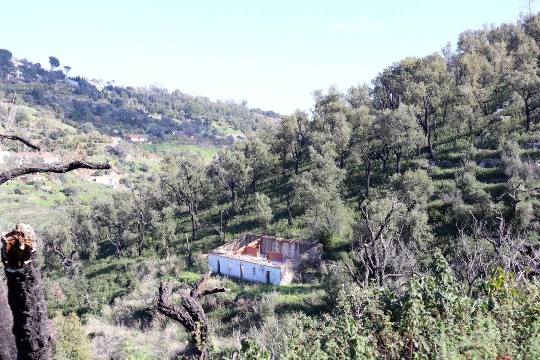 Quinta T0 para Venda em Monchique Foto 3