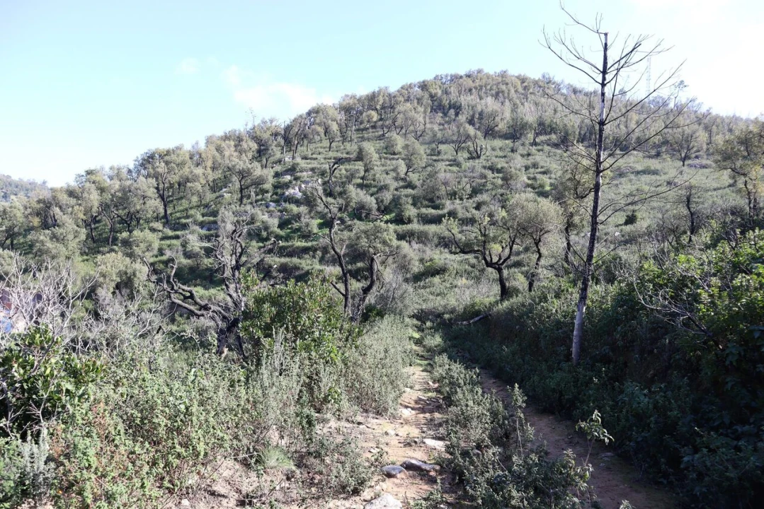 Quinta T0 para Venda em Monchique Foto 6