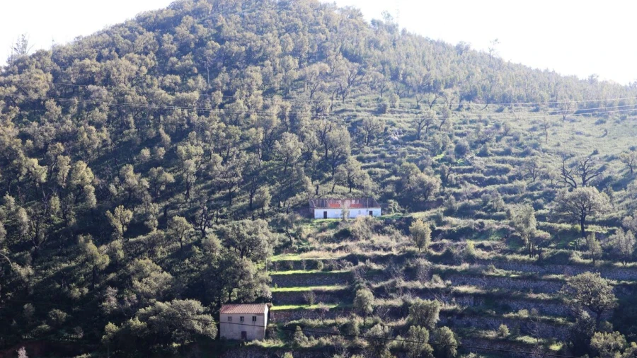 Quinta T0 para Venda em Monchique
