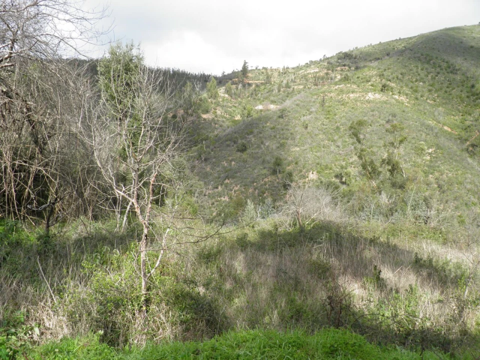 Quinta T0 para Venda em Monchique Foto 7