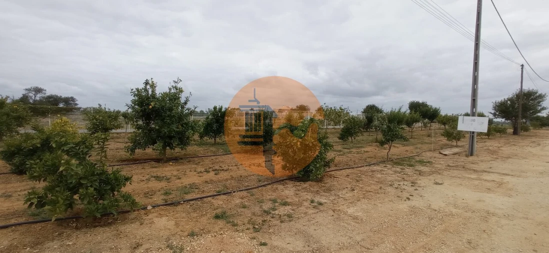 Negócio para Venda em Guia Foto 26
