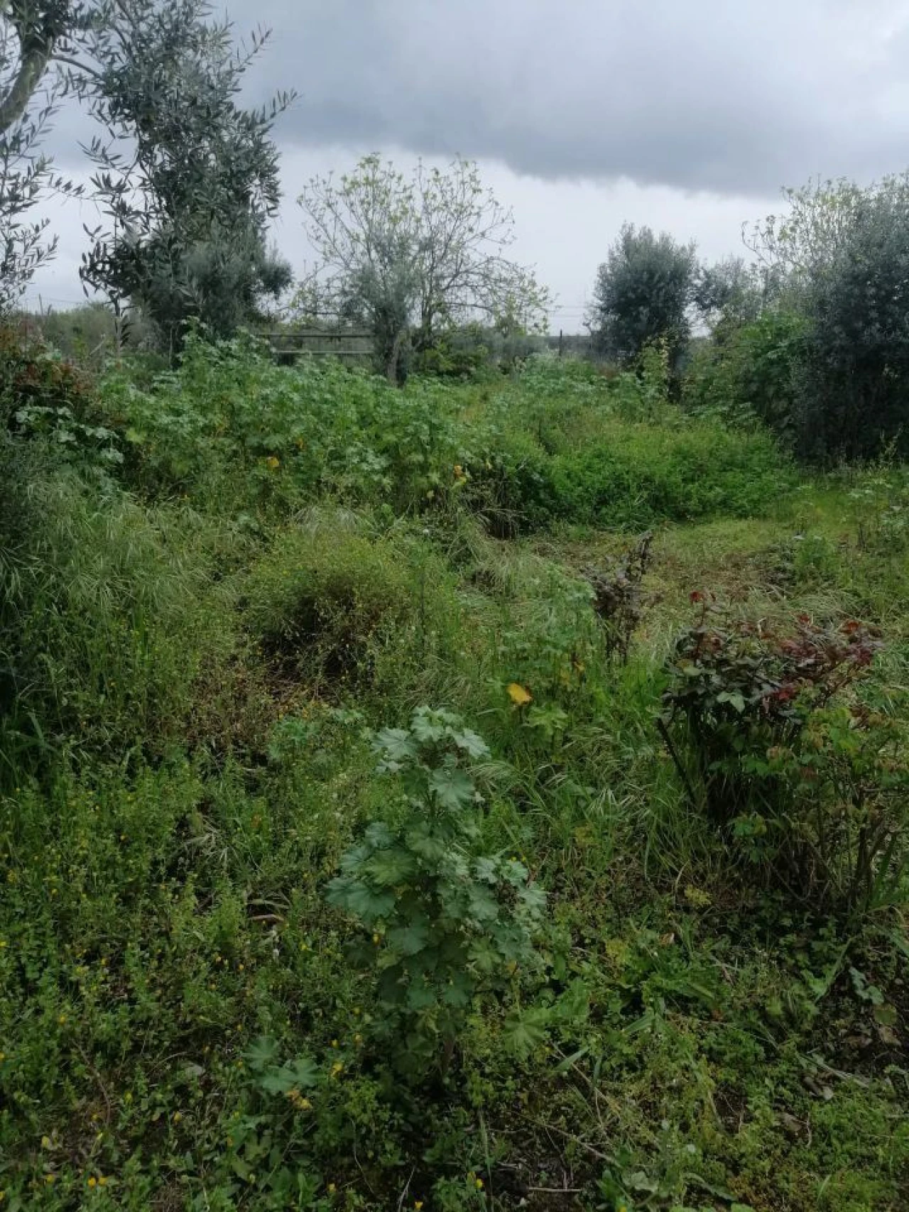 Moradia T1 para Venda em Assumar Foto 12