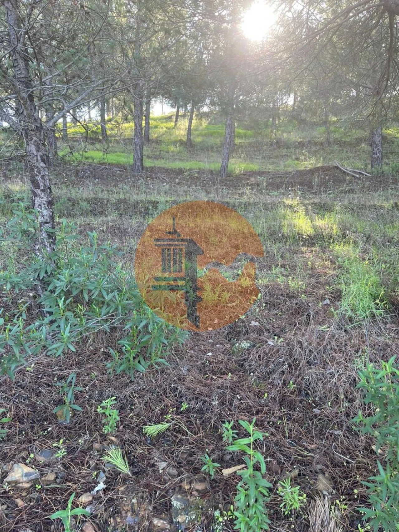 Terreno para Venda em Odeleite Foto 13