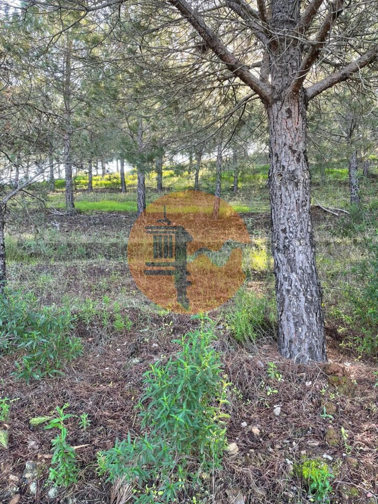 Terreno para Venda em Odeleite Foto 15