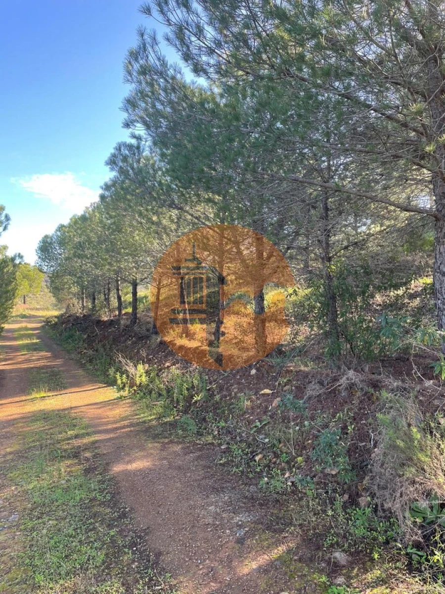 Terreno para Venda em Odeleite Foto 11