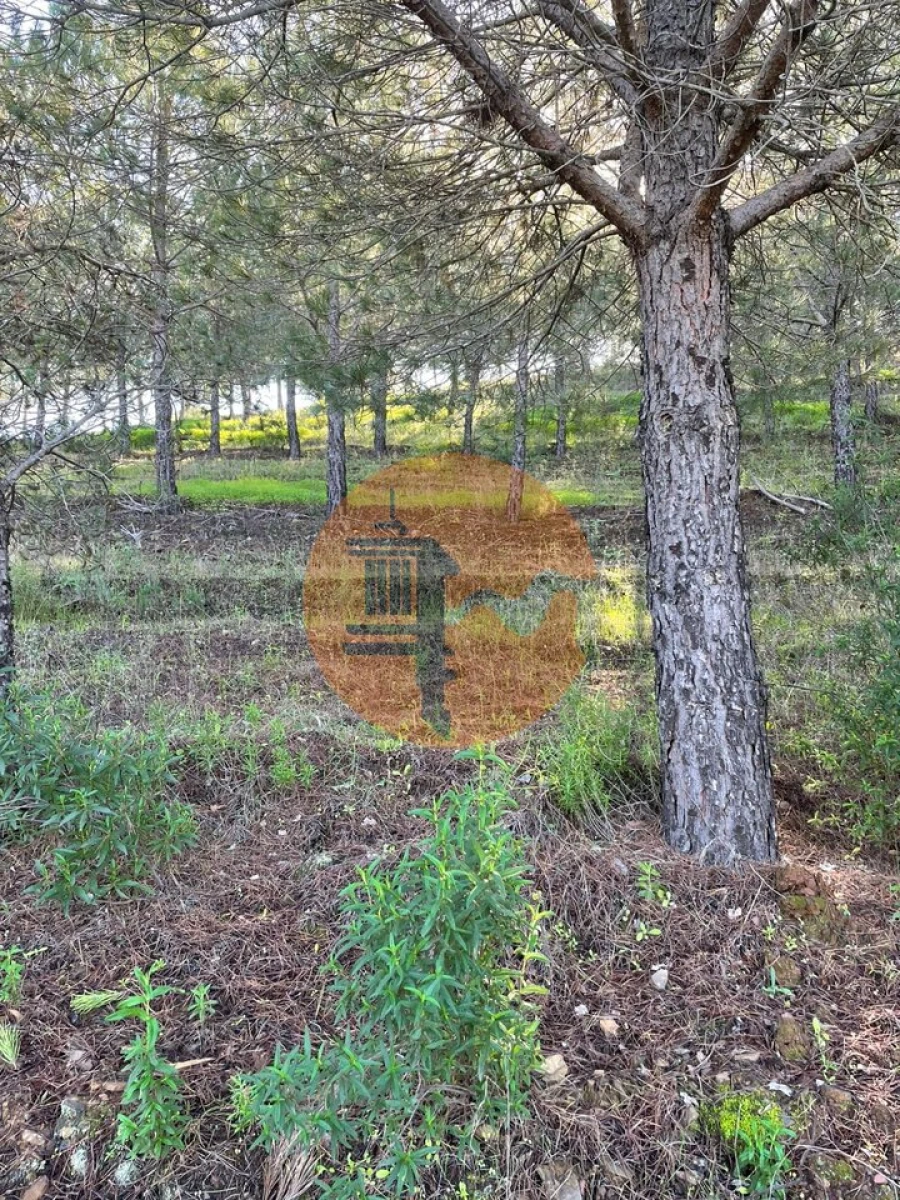 Terreno para Venda em Odeleite Foto 15