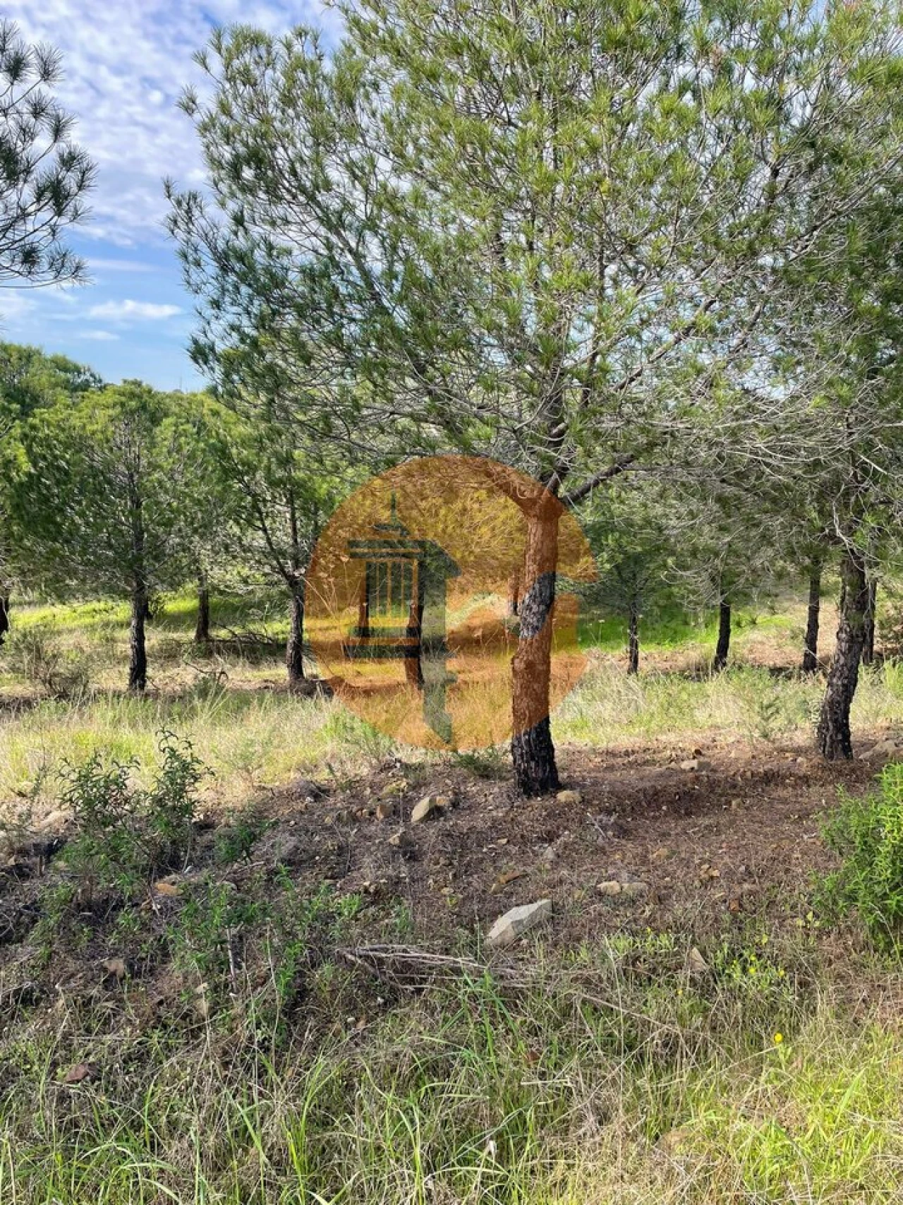 Terreno para Venda em Odeleite Foto 7