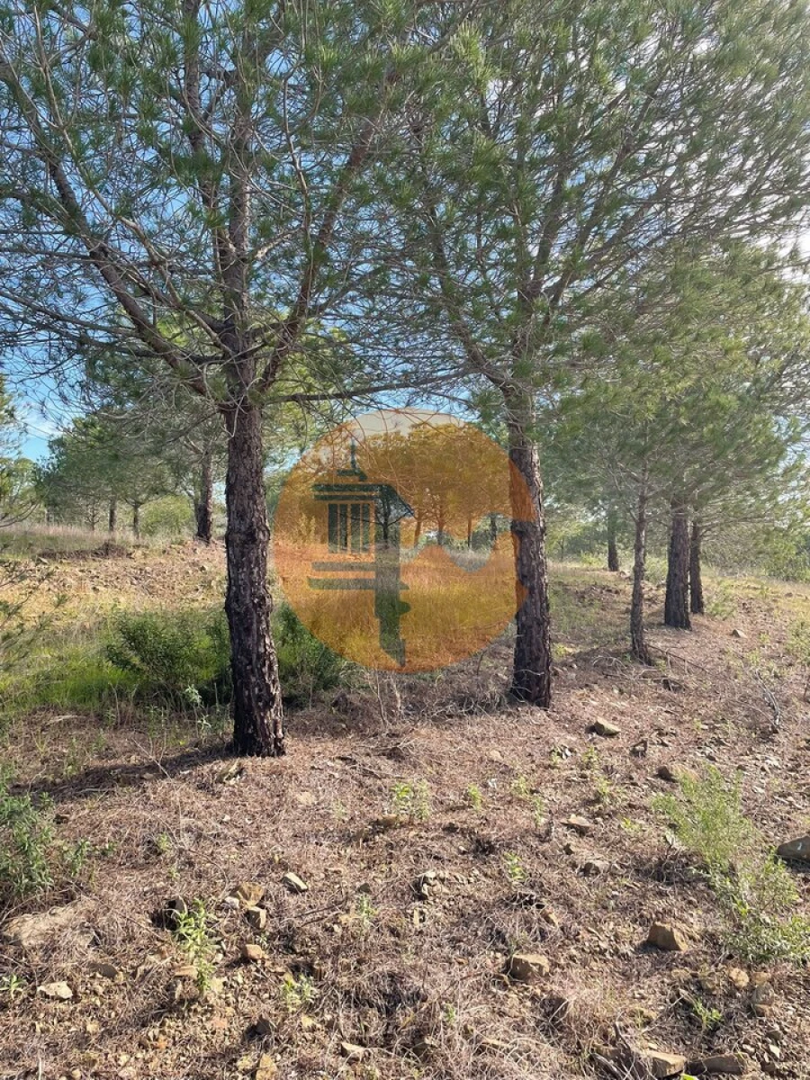 Terreno para Venda em Odeleite Foto 13