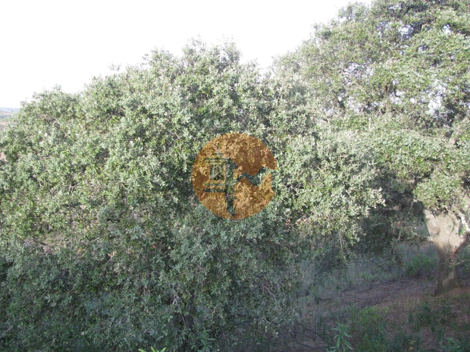 Terreno para Venda em Azinhal Foto 34