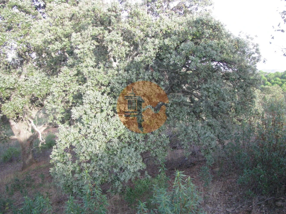 Terreno para Venda em Azinhal Foto 36