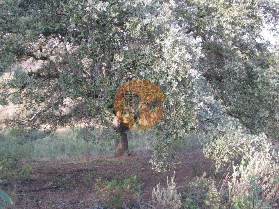 Terreno para Venda em Azinhal Foto 40
