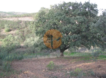 Terreno para Venda em Azinhal