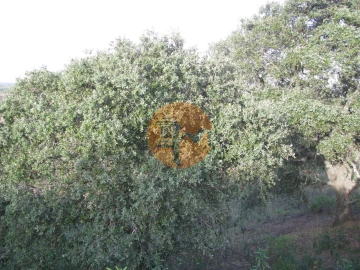 Terreno para Venda em Azinhal