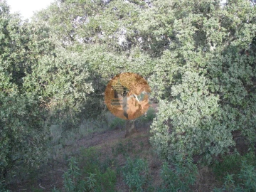 Terreno para Venda em Azinhal