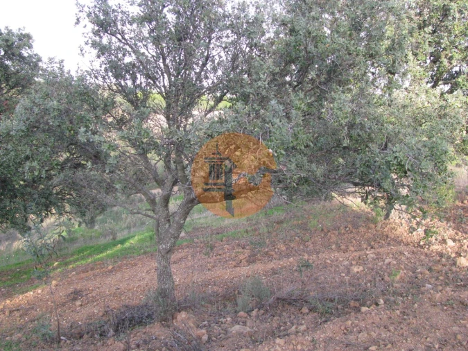 Terreno para Venda em Azinhal Foto 32