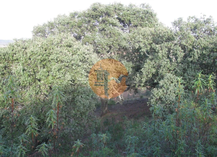 Terreno para Venda em Azinhal Foto 37