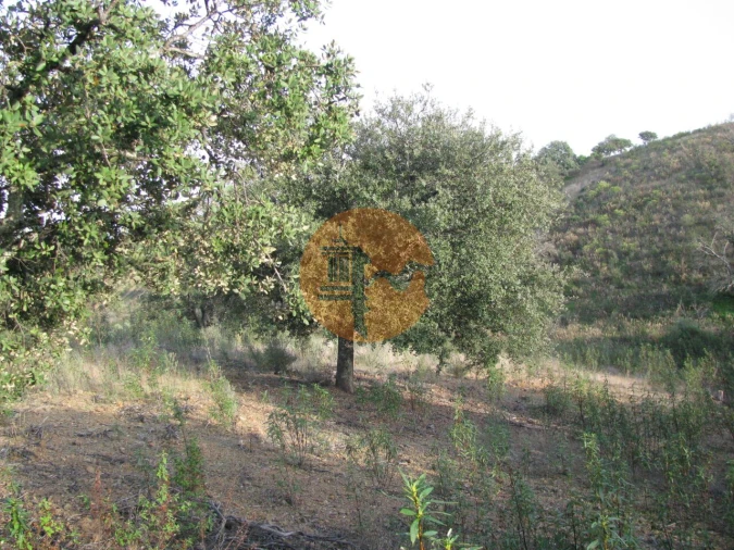 Terreno para Venda em Azinhal Foto 2
