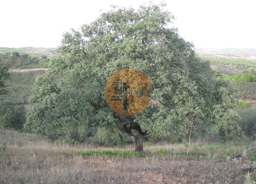Terreno para Venda em Azinhal Foto 21
