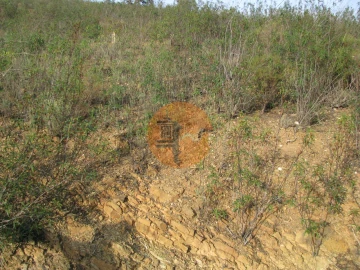 Terreno para Venda em Azinhal