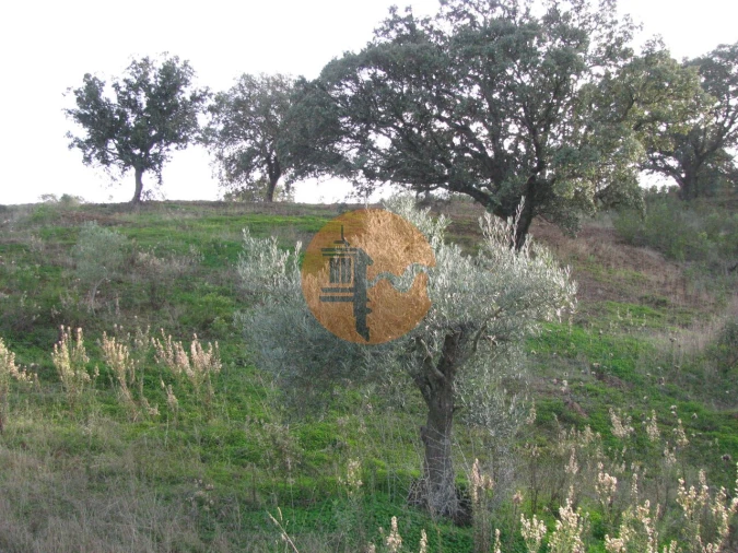 Terreno para Venda em Azinhal Foto 31