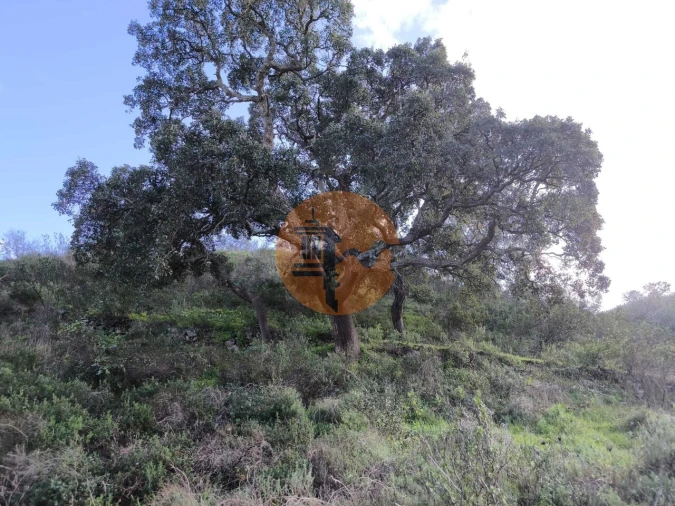 Terreno para Venda em Azinhal Foto 4