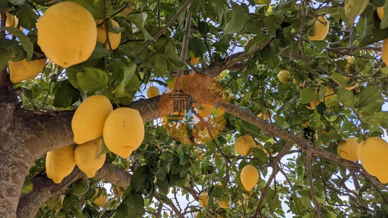 Moradia T3 para Venda em Azinhal Foto 21