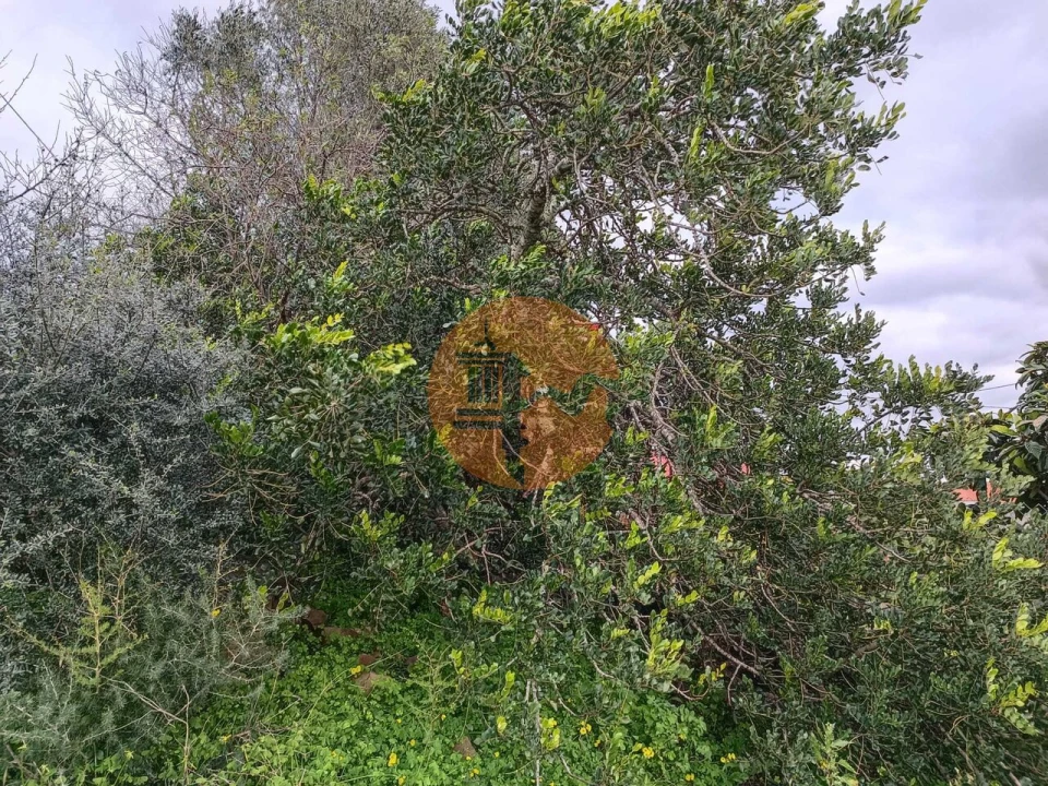 Negócio para Venda em Azinhal Foto 64