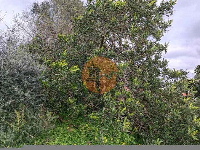 Moradia T3 para Venda em Azinhal Foto 64