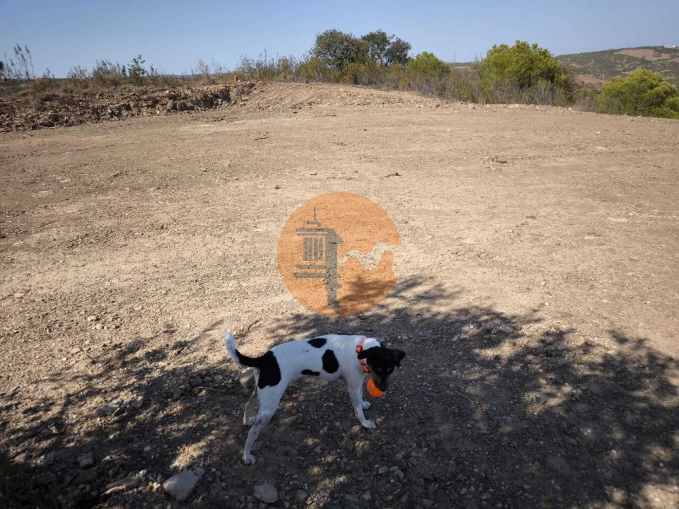 Terreno para Venda em Azinhal Foto 3