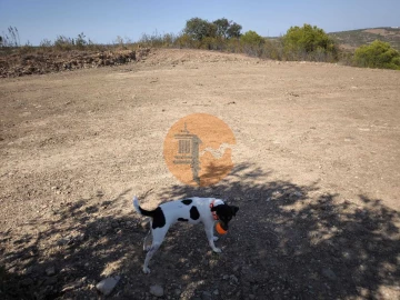 Terreno para Venda em Azinhal