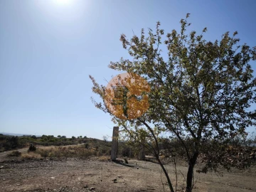 Terreno para Venda em Azinhal