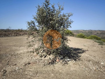 Terreno para Venda em Azinhal