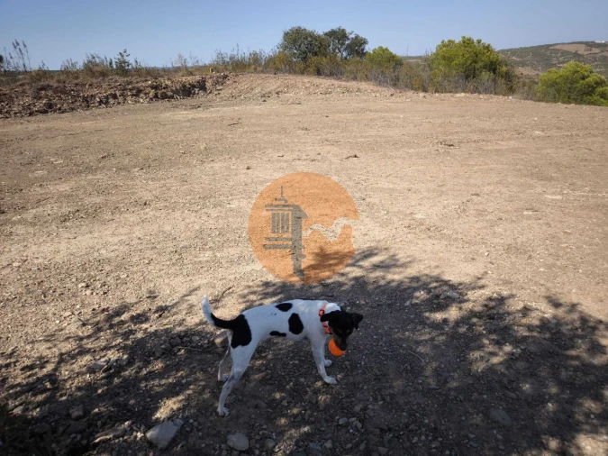 Terreno para Venda em Azinhal Foto 3