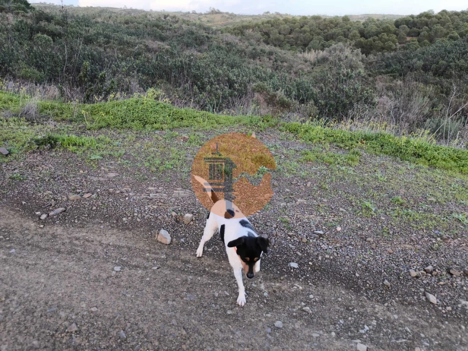 Terreno para Venda em Azinhal Foto 18