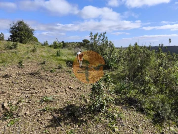 Terreno para Venda em Azinhal